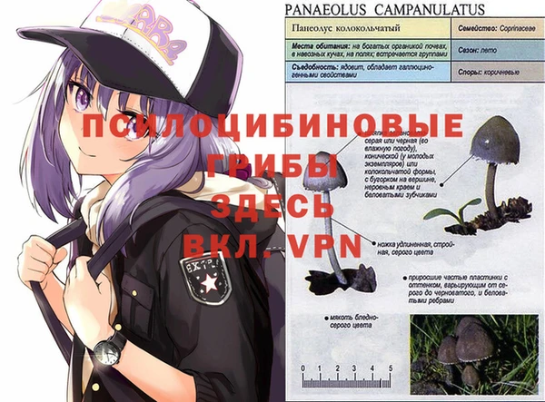 сатива Козловка