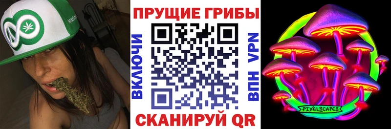 Купить где  Данилов  Галлюциногенные грибы Psilocybe 
